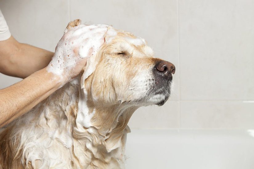 Do Dogs Need a Specific Shampoo?