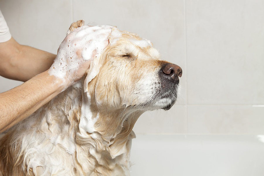 Do Dogs Need a Specific Shampoo
